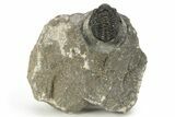 Detailed Gerastos Trilobite Fossil - Morocco #226625-3